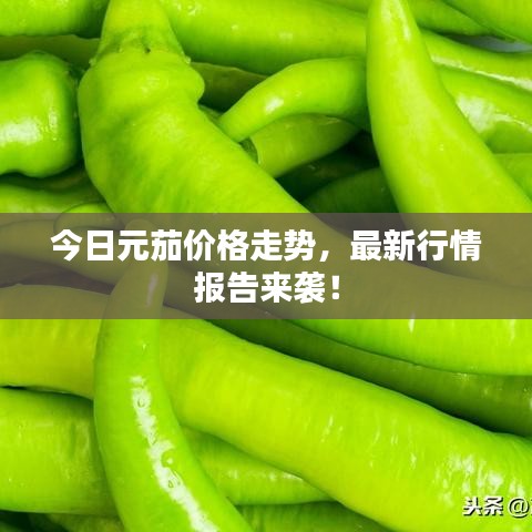 今日元茄价格走势，最新行情报告来袭！