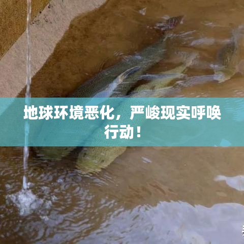 地球环境恶化，严峻现实呼唤行动！
