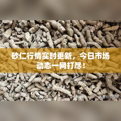 砂仁行情实时更新，今日市场动态一网打尽！