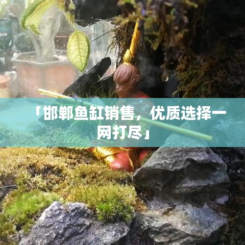 「邯郸鱼缸销售，优质选择一网打尽」