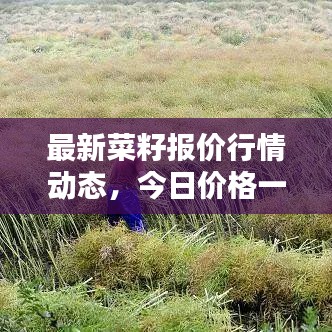 最新菜籽报价行情动态，今日价格一网打尽！