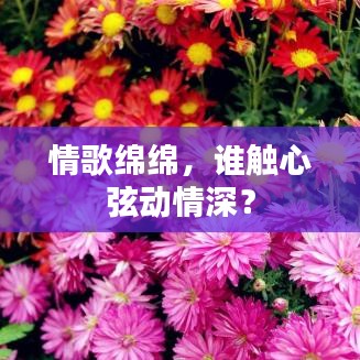 情歌绵绵，谁触心弦动情深？