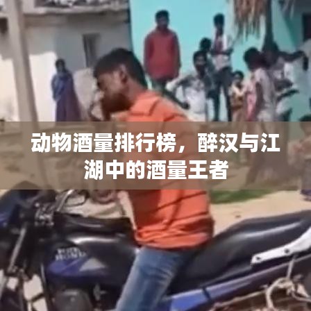 动物酒量排行榜，醉汉与江湖中的酒量王者