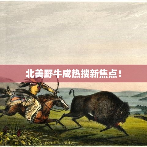 北美野牛成热搜新焦点！