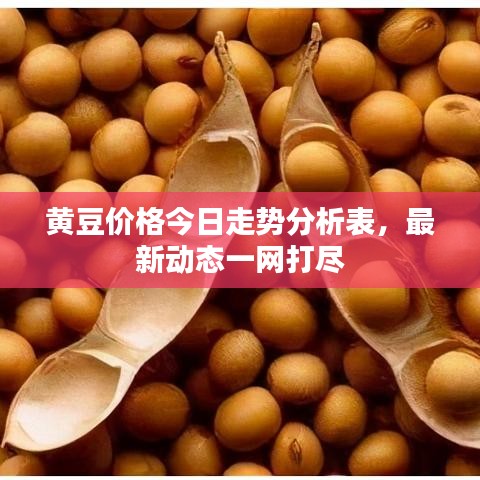 黄豆价格今日走势分析表，最新动态一网打尽