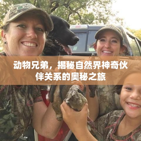 动物兄弟，揭秘自然界神奇伙伴关系的奥秘之旅