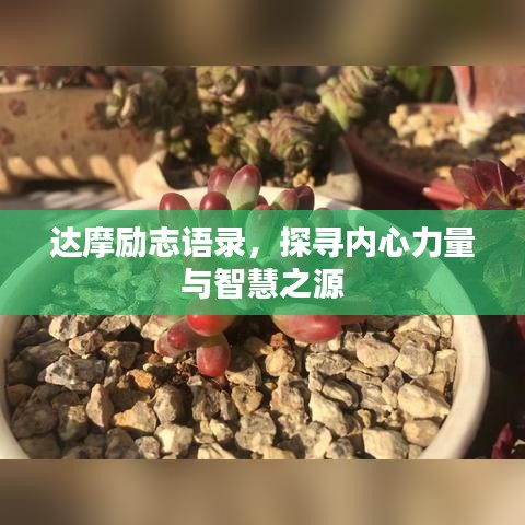 达摩励志语录，探寻内心力量与智慧之源