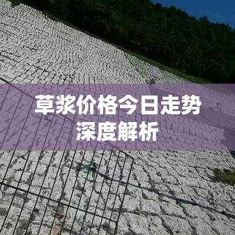 草浆价格今日走势深度解析