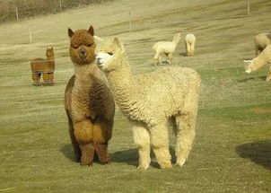 我的世界有羊驼的版本，数据整合设计解析_Advanced_v2.496深度评测