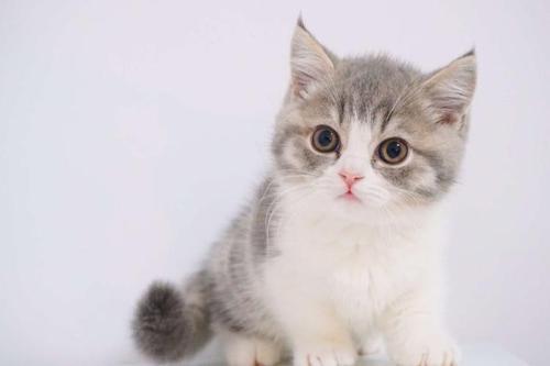 关于猫咪激活码购买及破天单机版的深度拓展，推荐插件与扩展应用